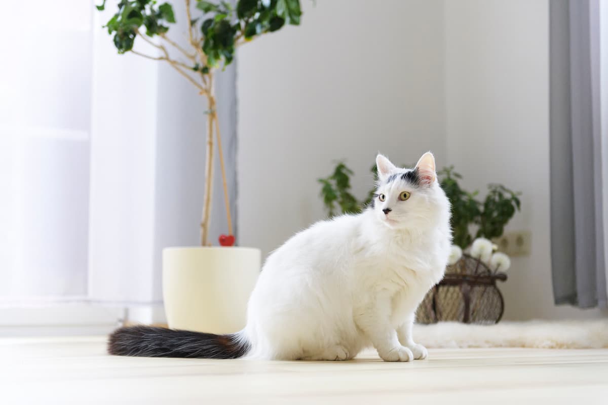 Angora