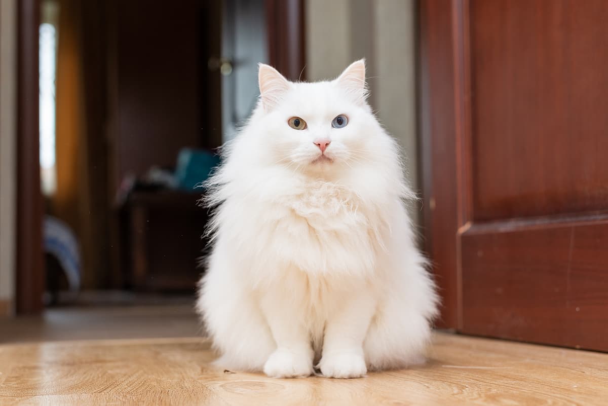 Angora