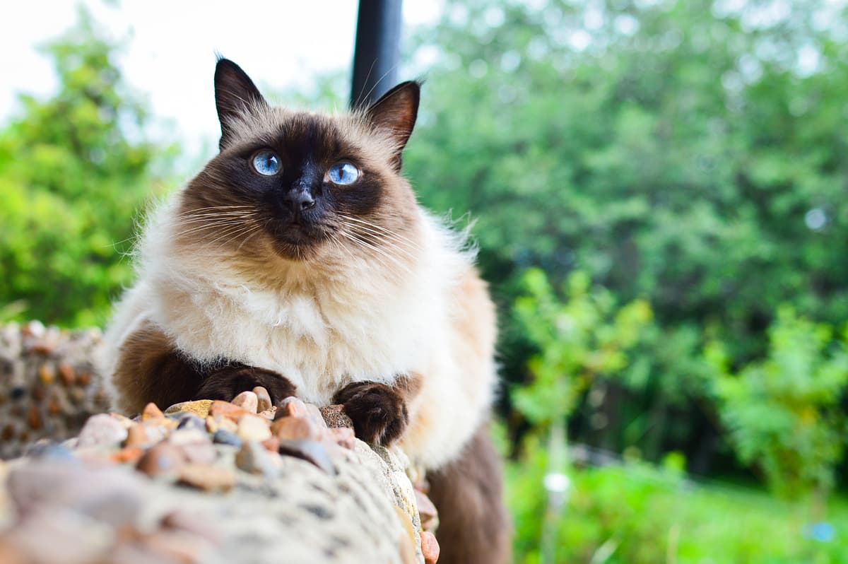 Balinese breed