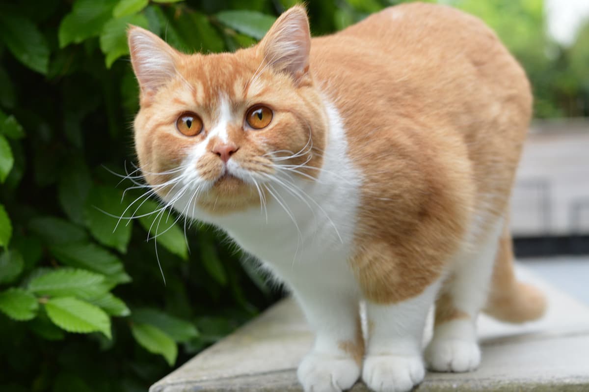 British Shorthair playing