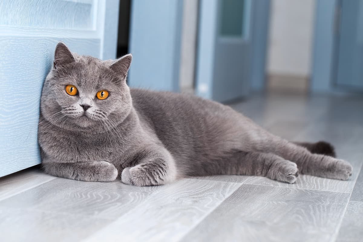 British Shorthair with family