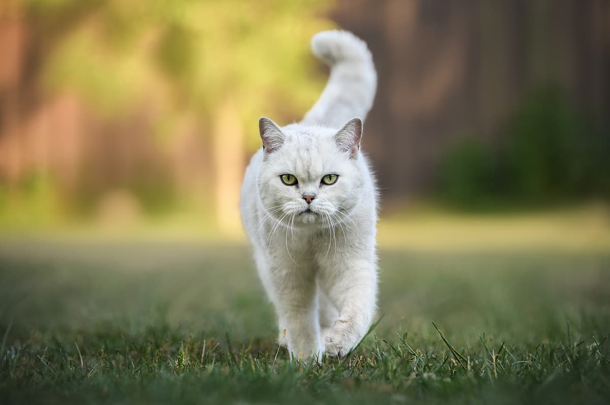 British Shorthair