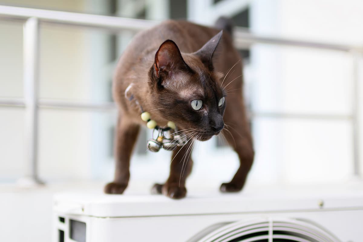 Burmese breed