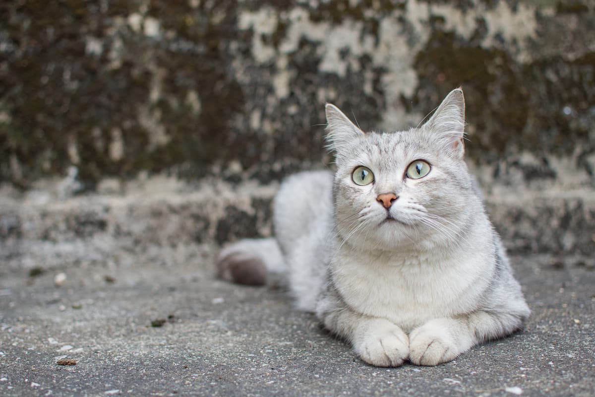 Burmilla