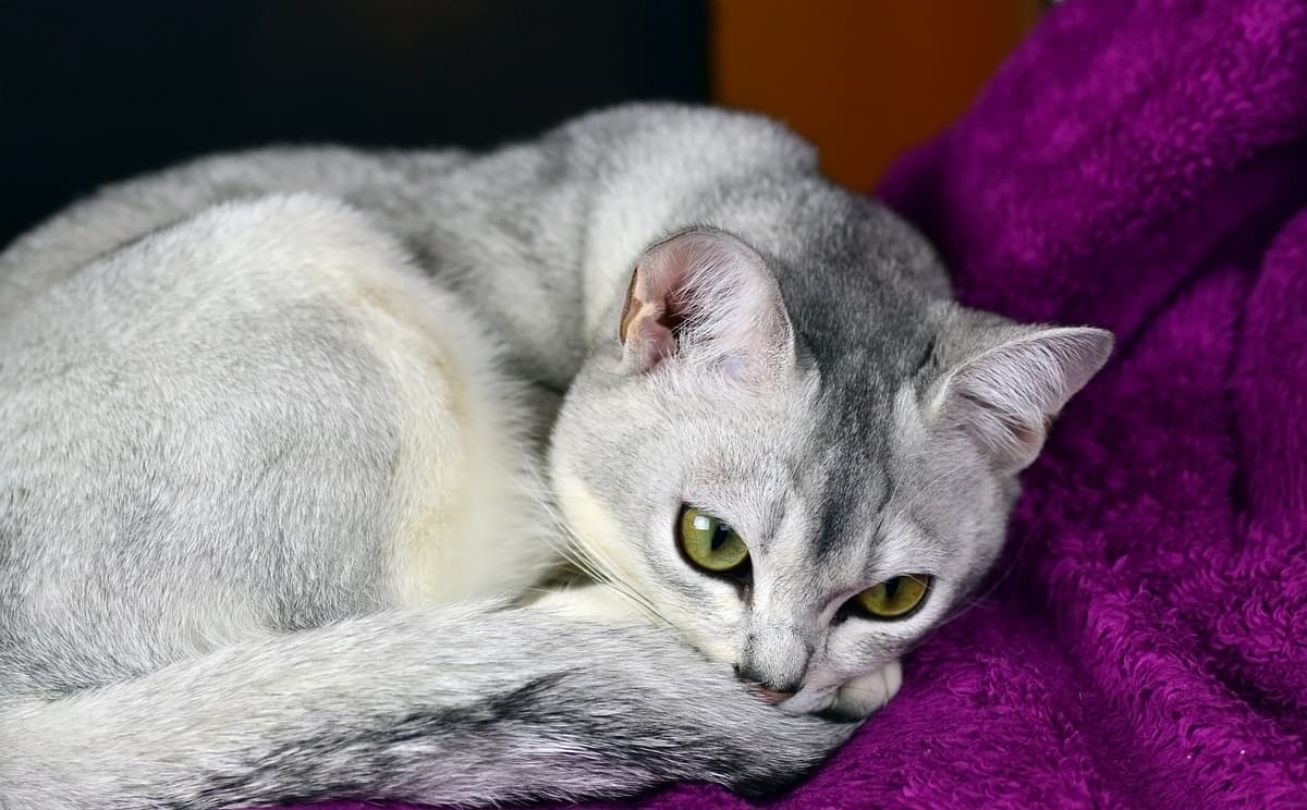 Burmilla playing