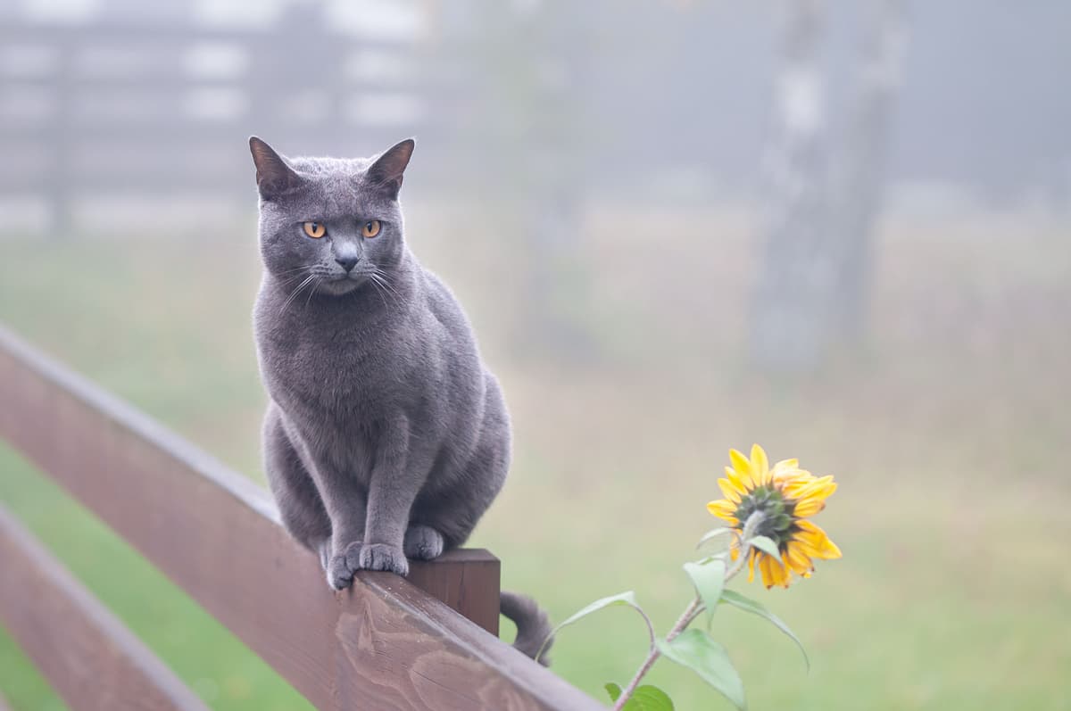 Chartreux