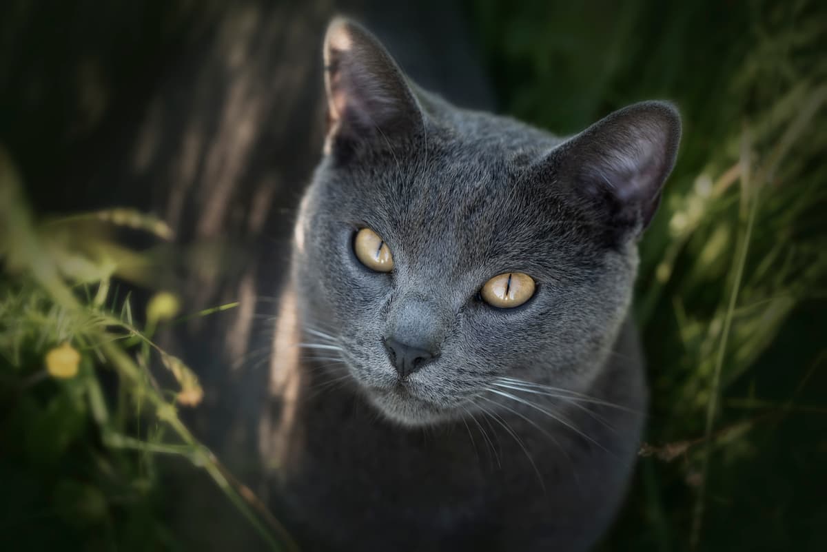 Chartreux playing