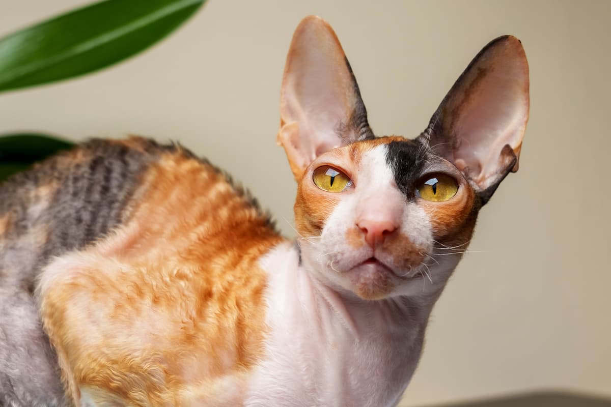 Cornish Rex breed