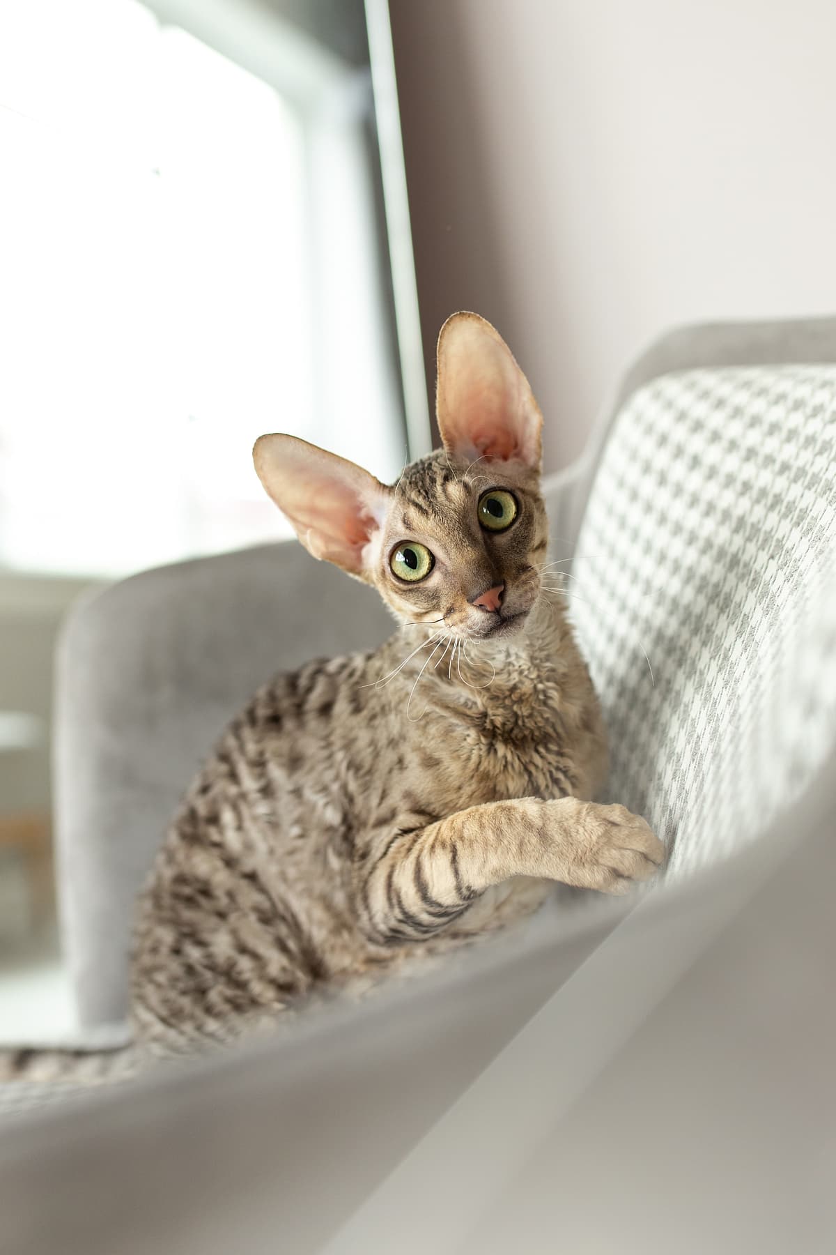 Cornish Rex playing