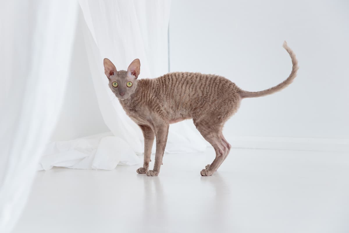 Cornish Rex with family