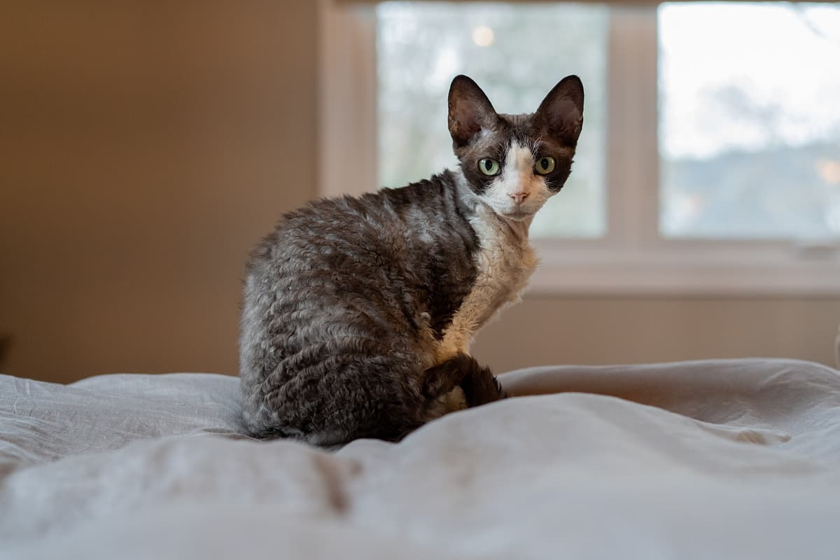 Devon Rex playing