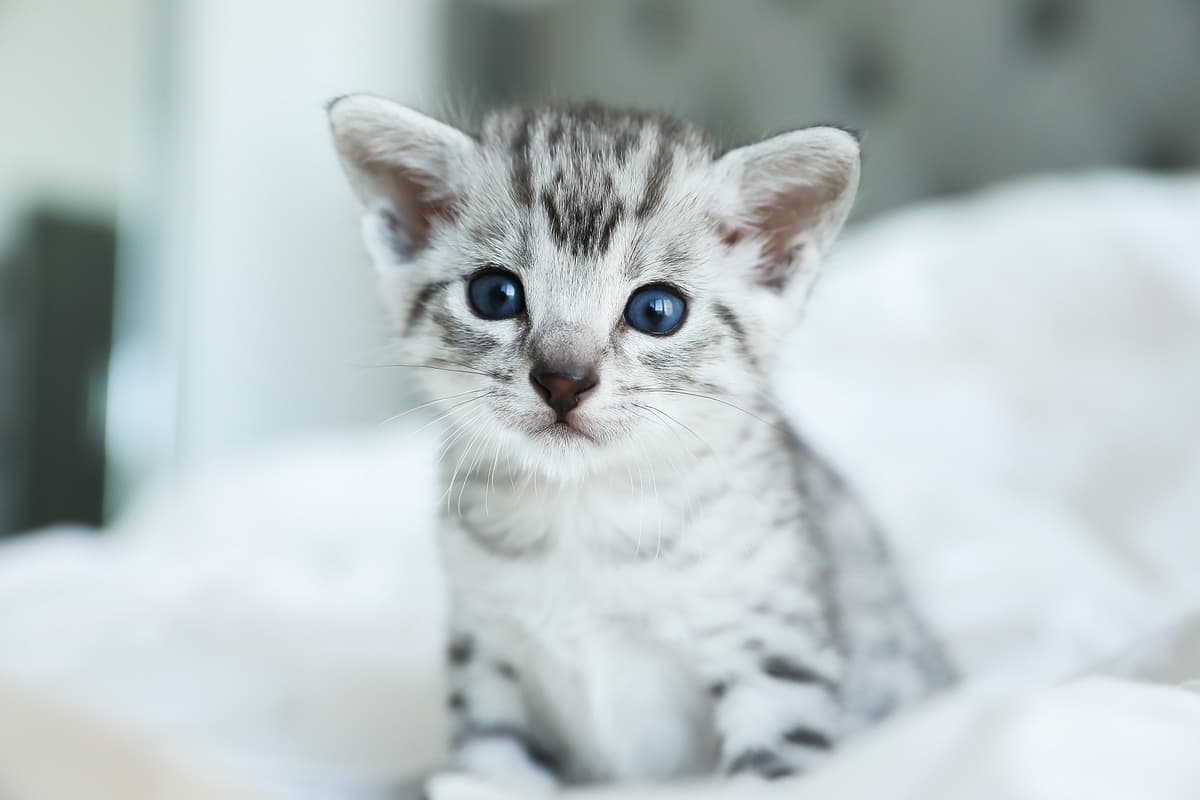 Egyptische Mau cat breed
