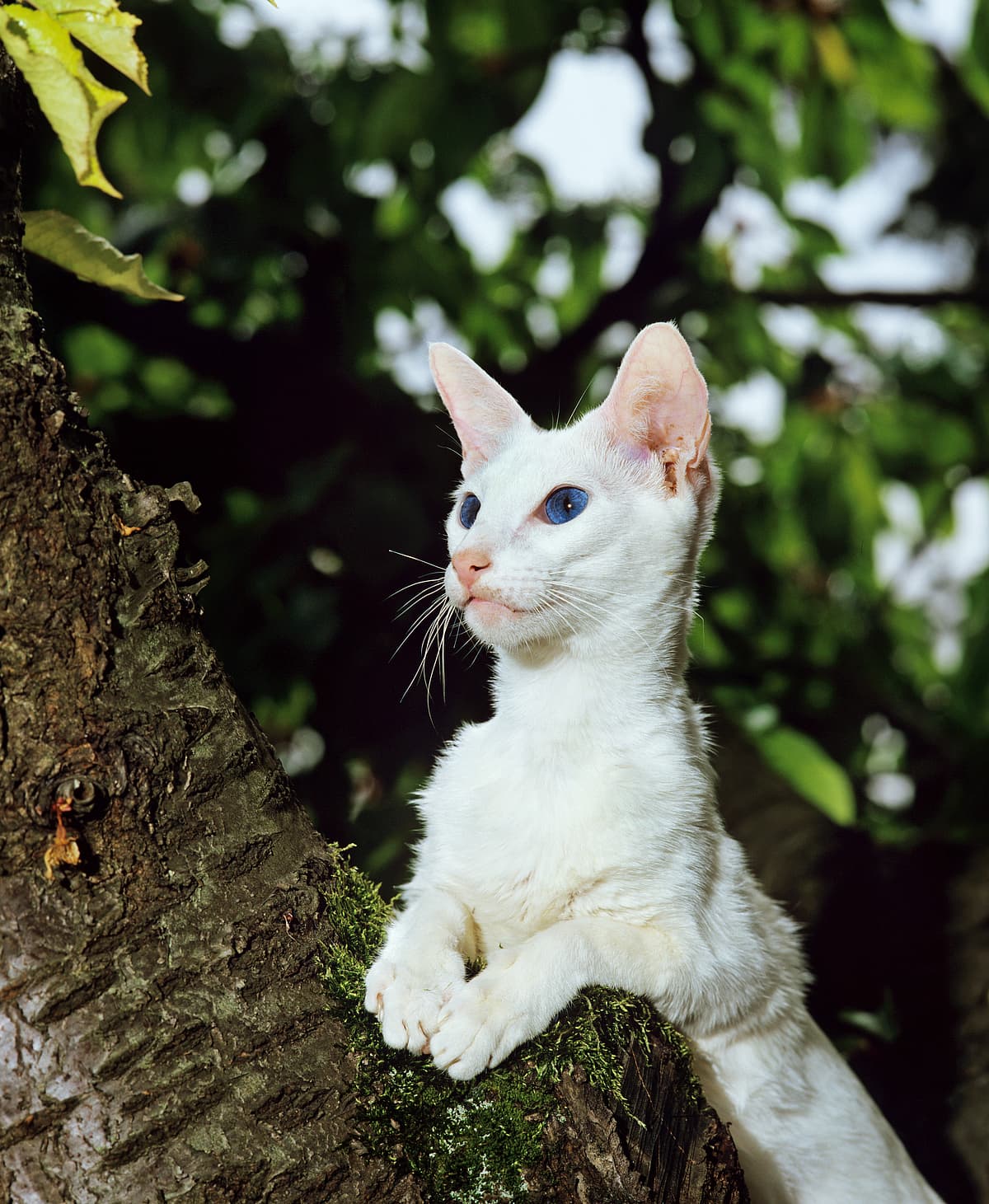 Foreign White