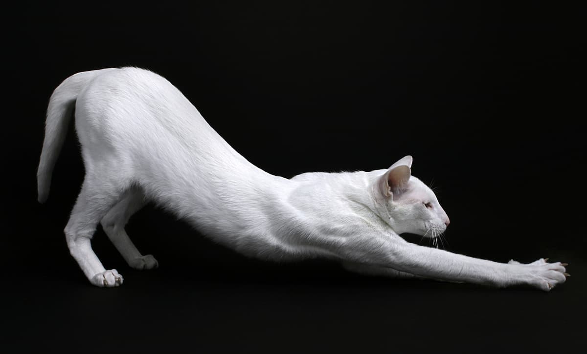 Foreign White