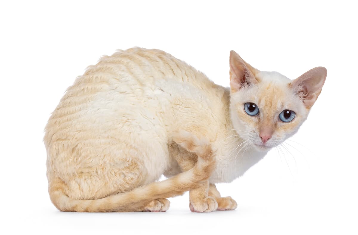 German Rex cat breed