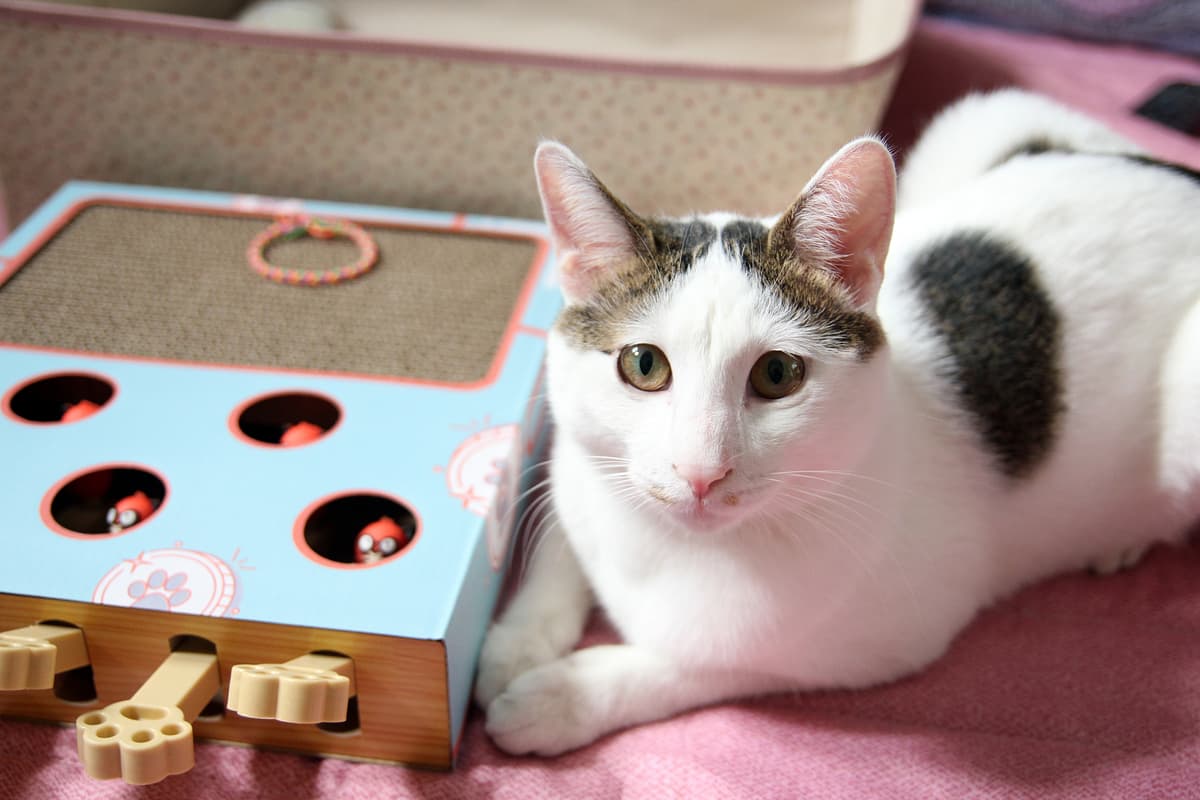 Japanese Bobtail