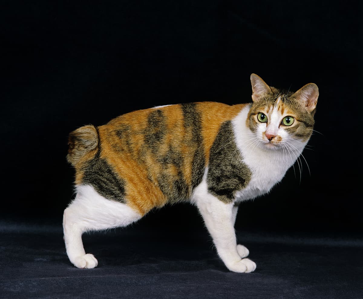 Japanese Bobtail playing