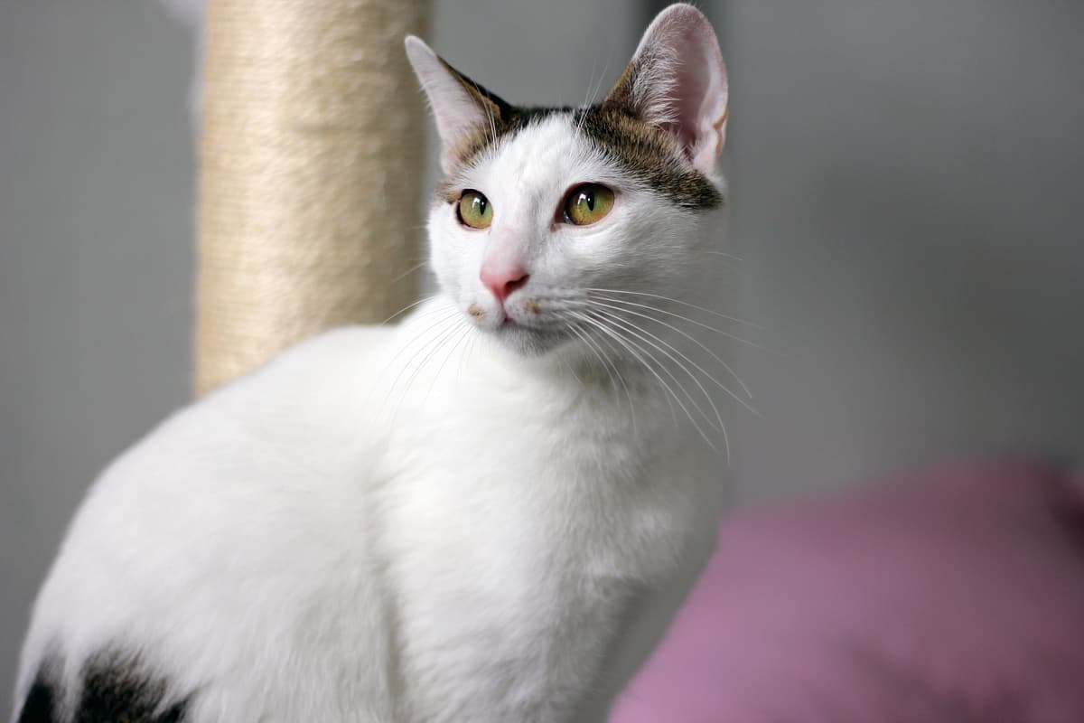 Japanese Bobtail with family
