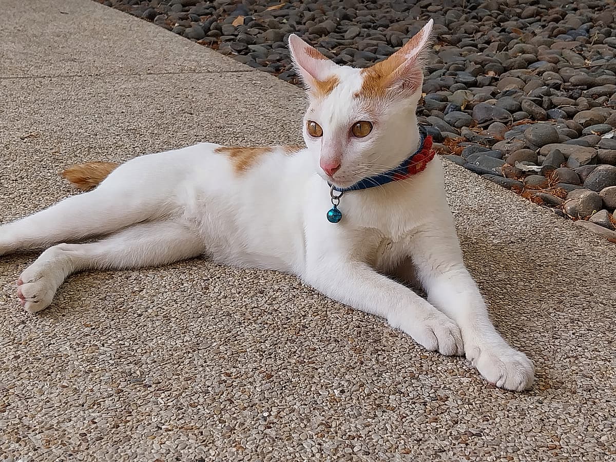 Japanese Bobtail