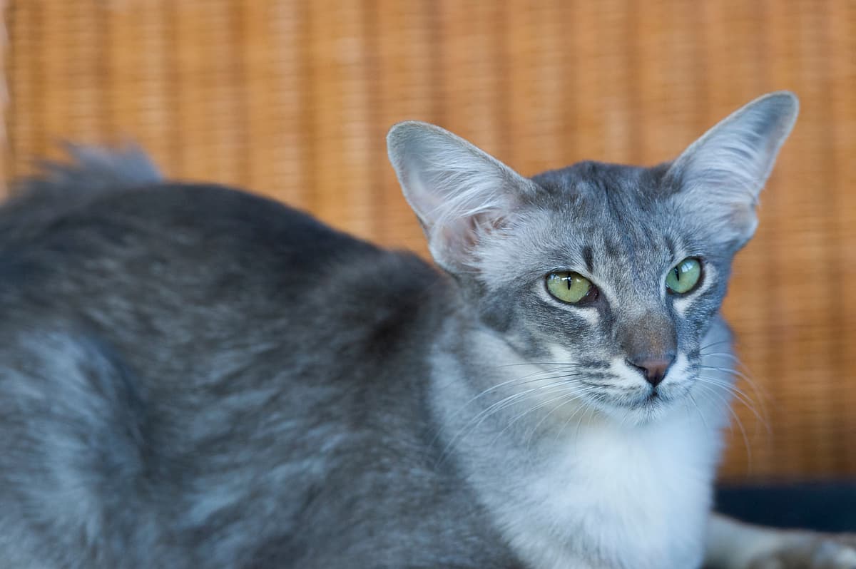 Javanese cat breed