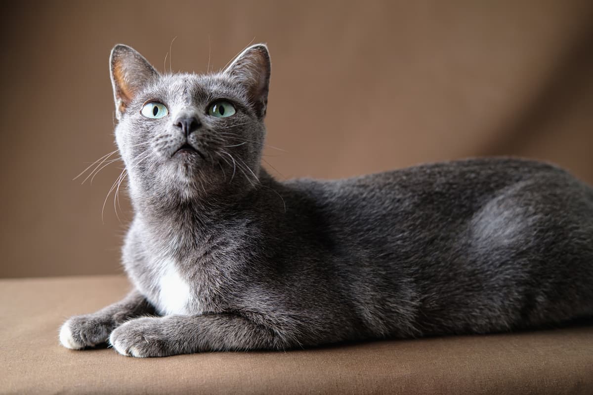 Korat
