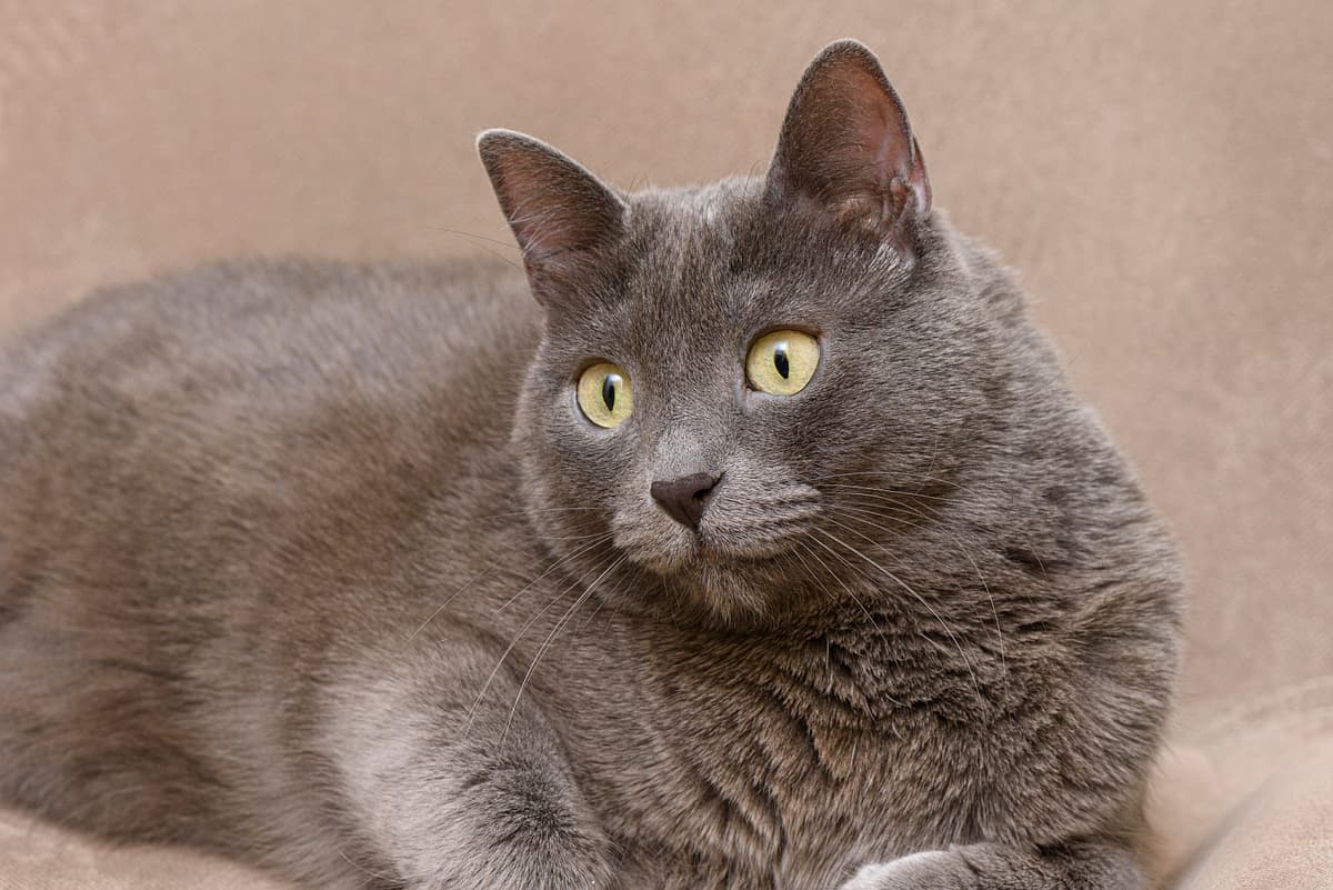 Korat playing