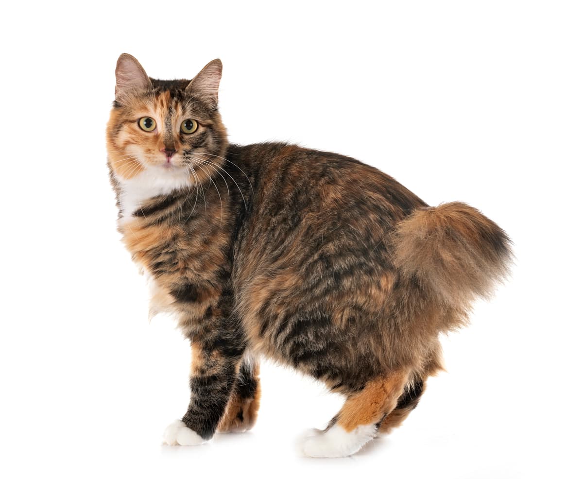 Kurilen Stompstaartkat