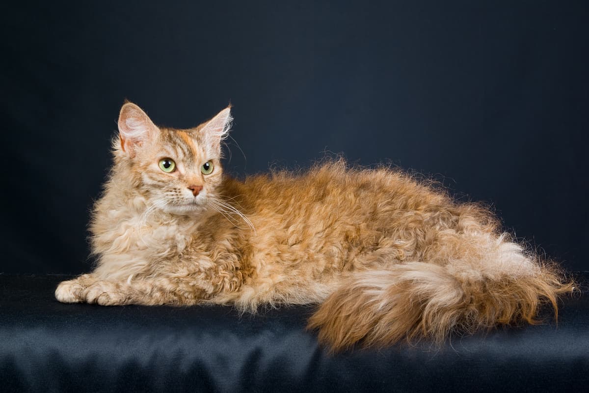 LaPerm breed