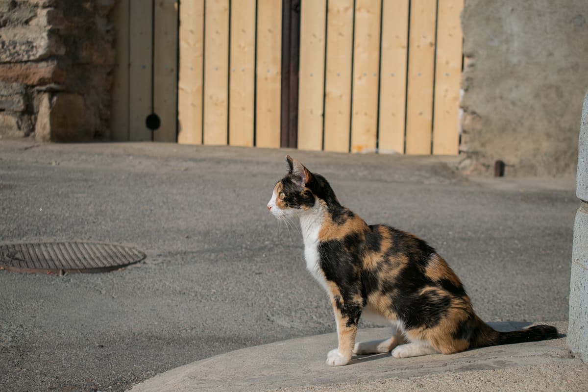 Calico