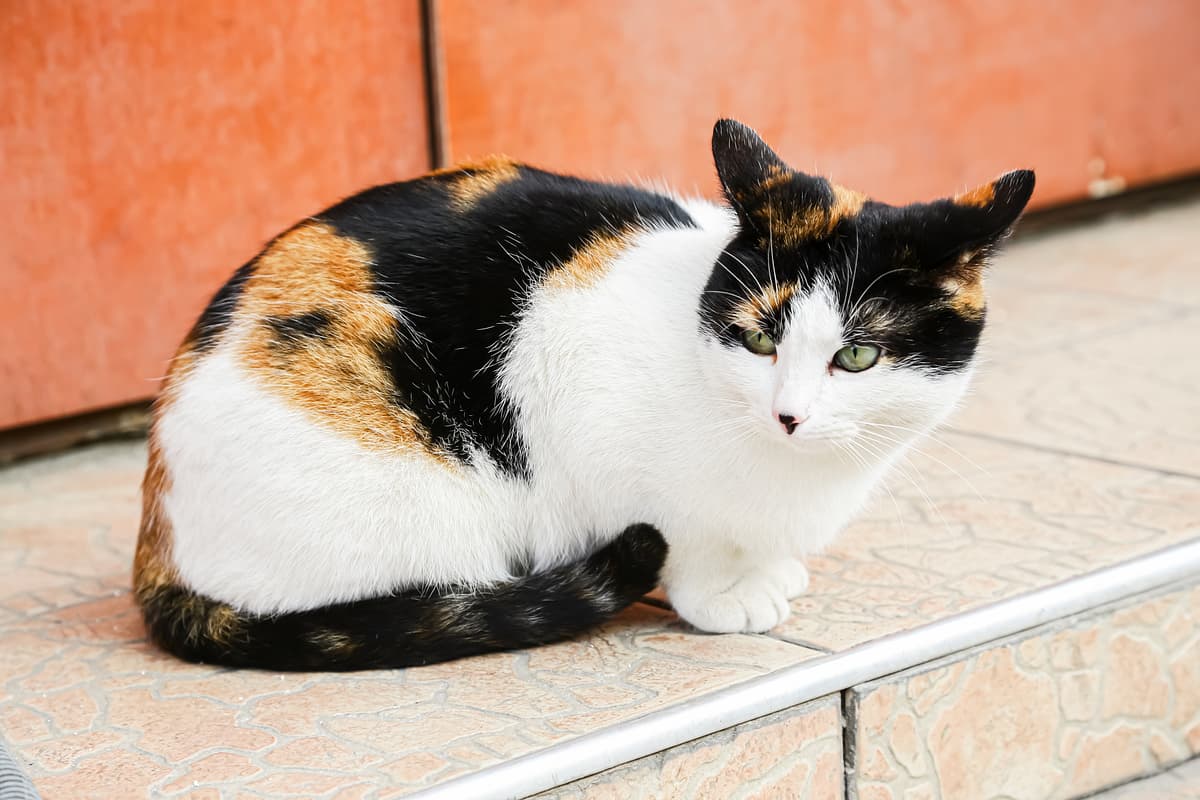 Calico playing