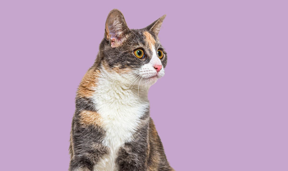 Calico with family