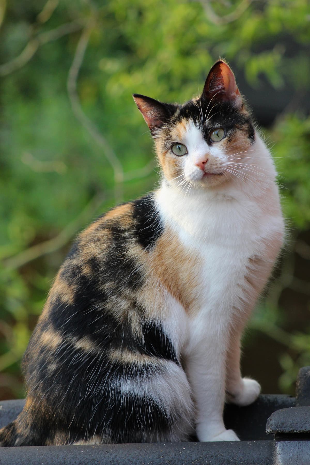 Calico
