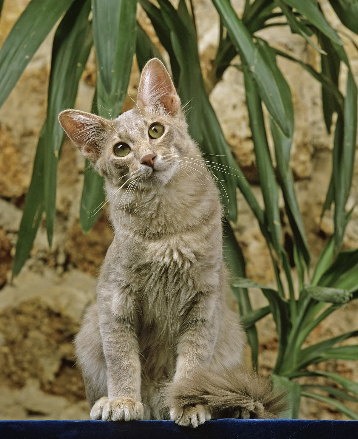 Oriental Longhair