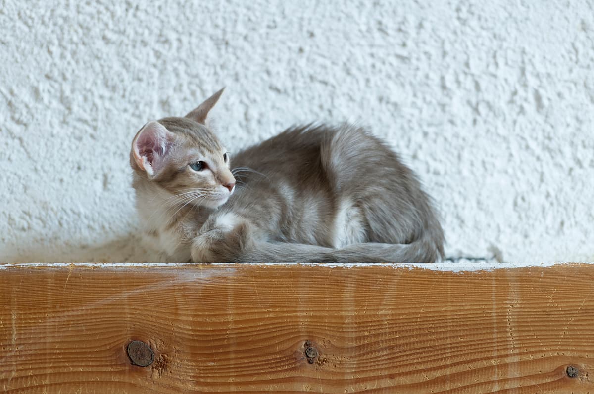 Oriental Longhair playing