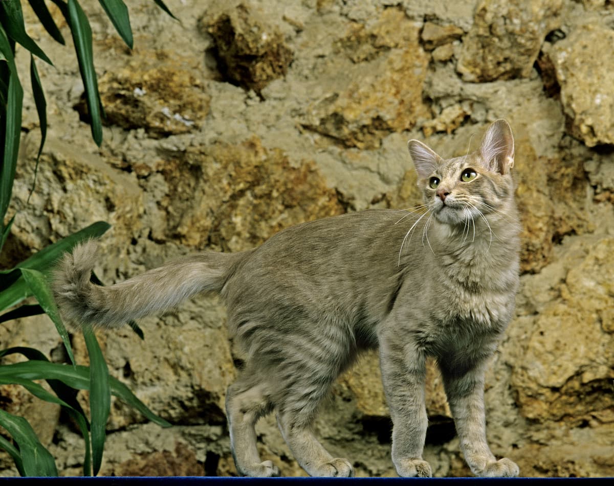 Oriental Longhair