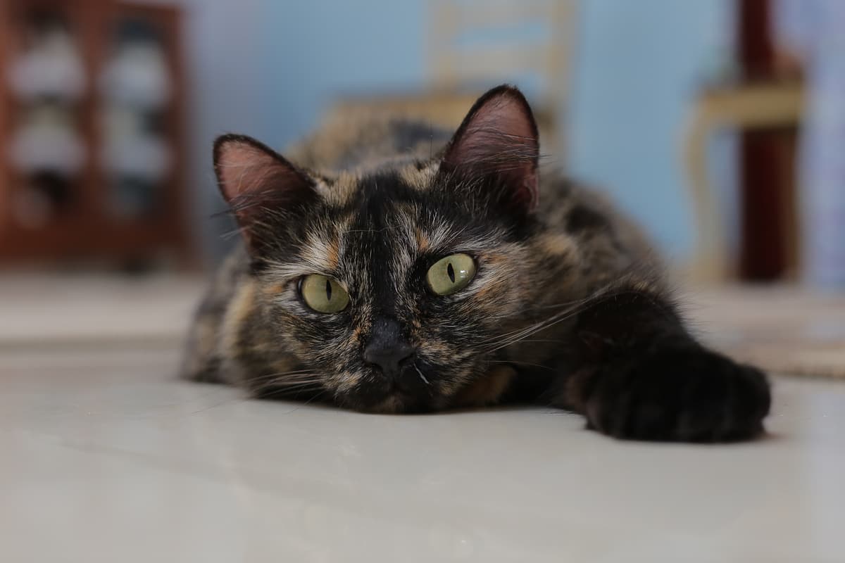 Manx