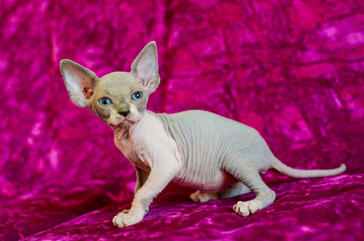 Mexican Hairless