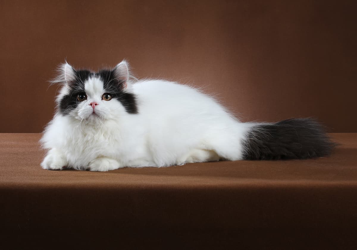 Munchkin