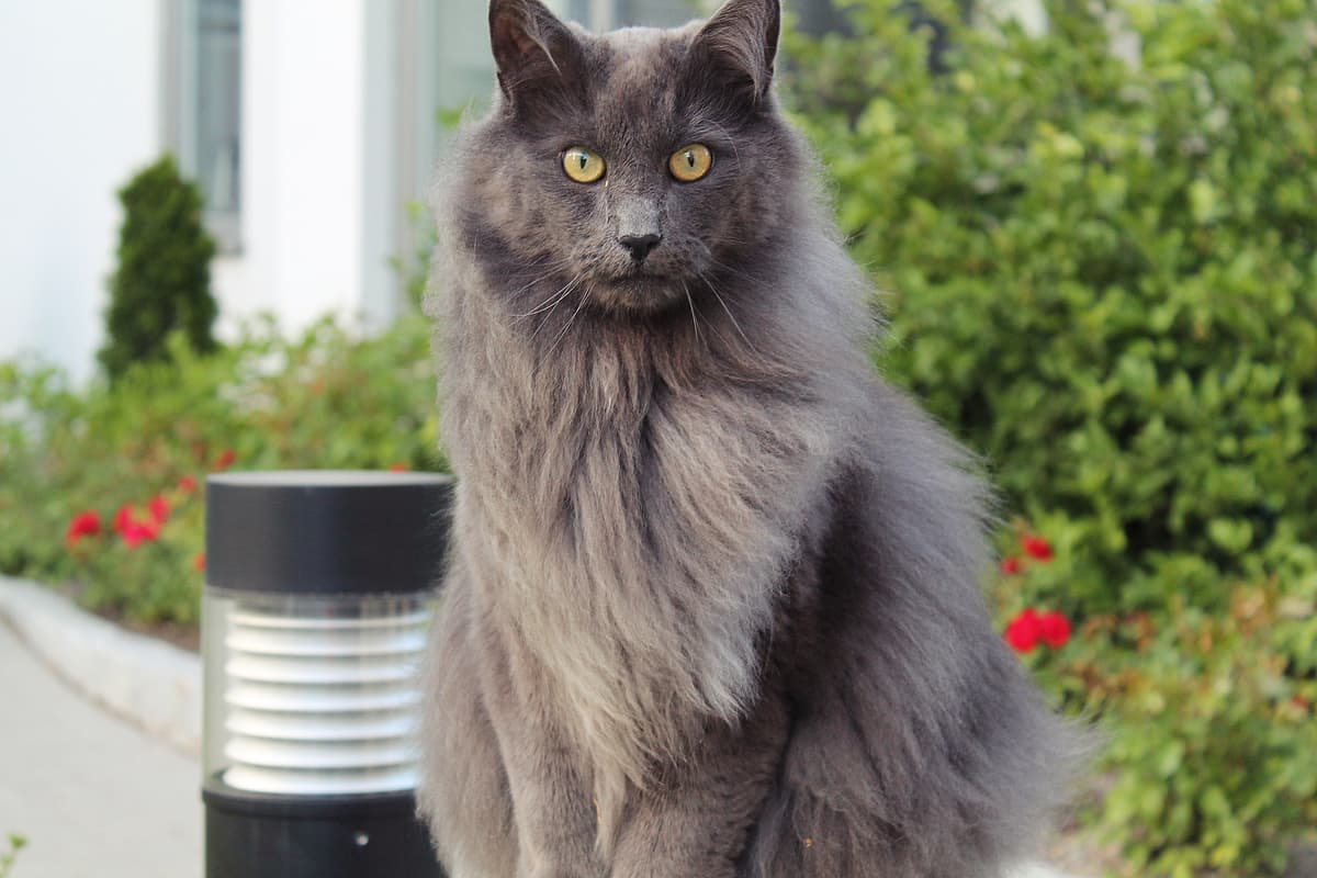 Nebelung playing