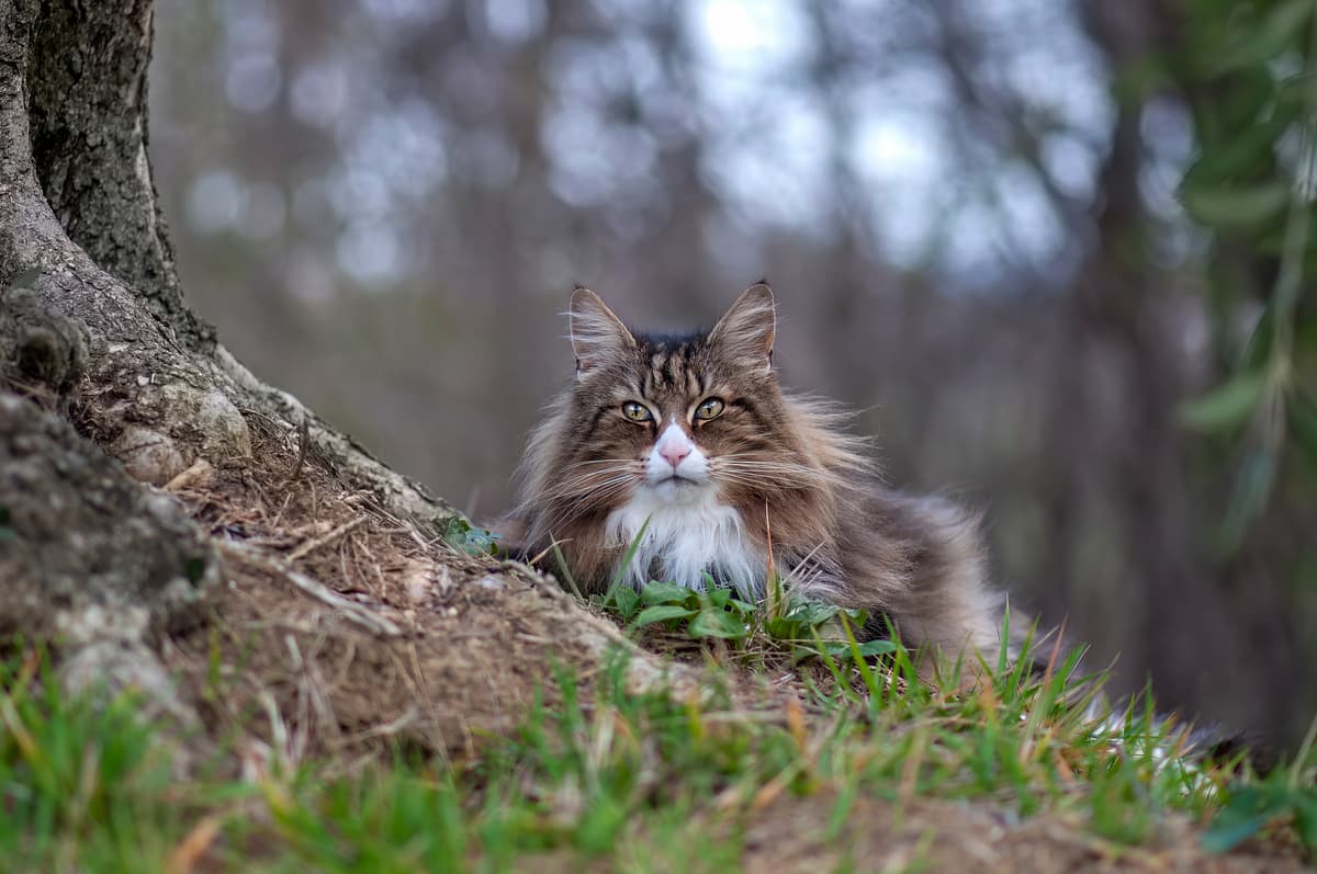 Norwegian Forest Cat