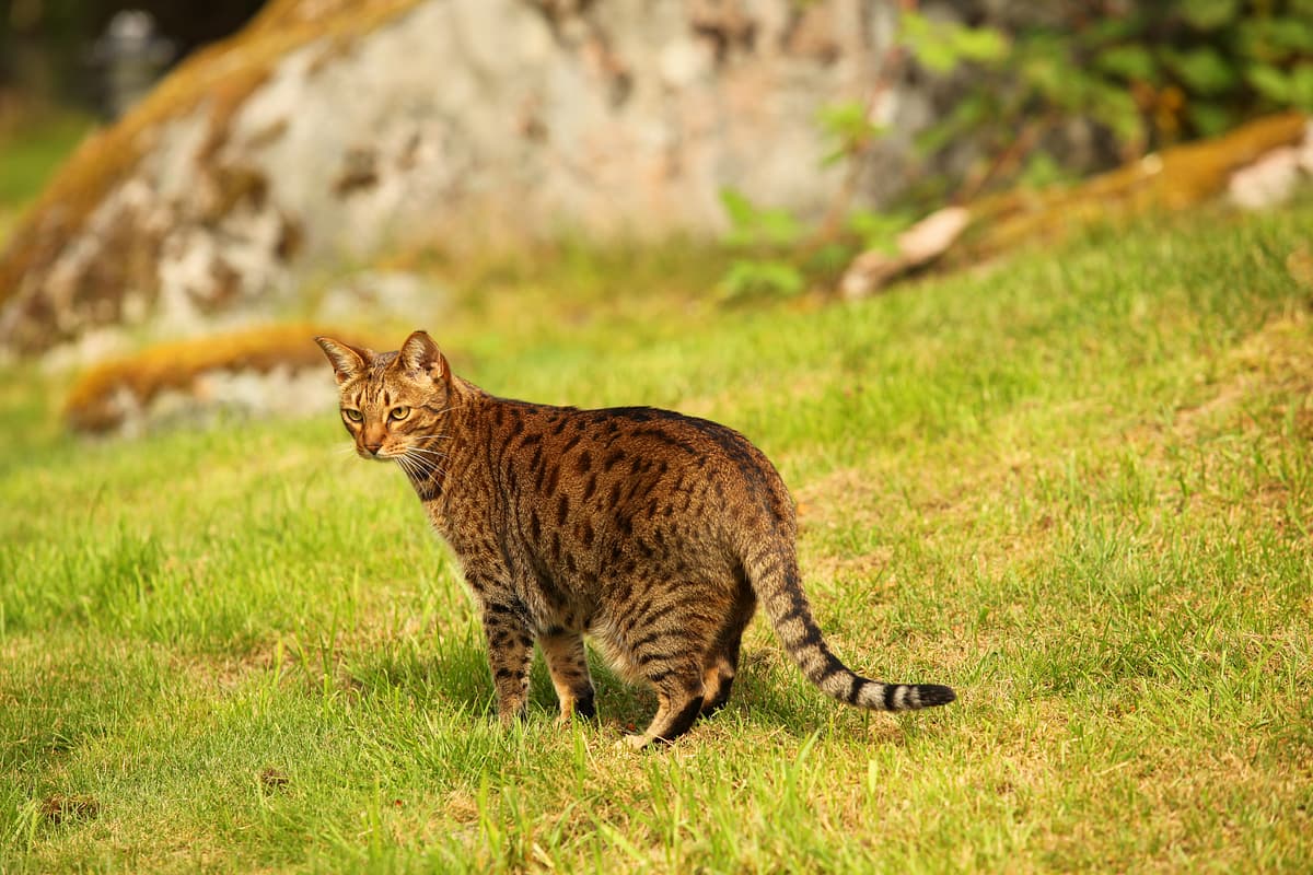 Ocicat playing