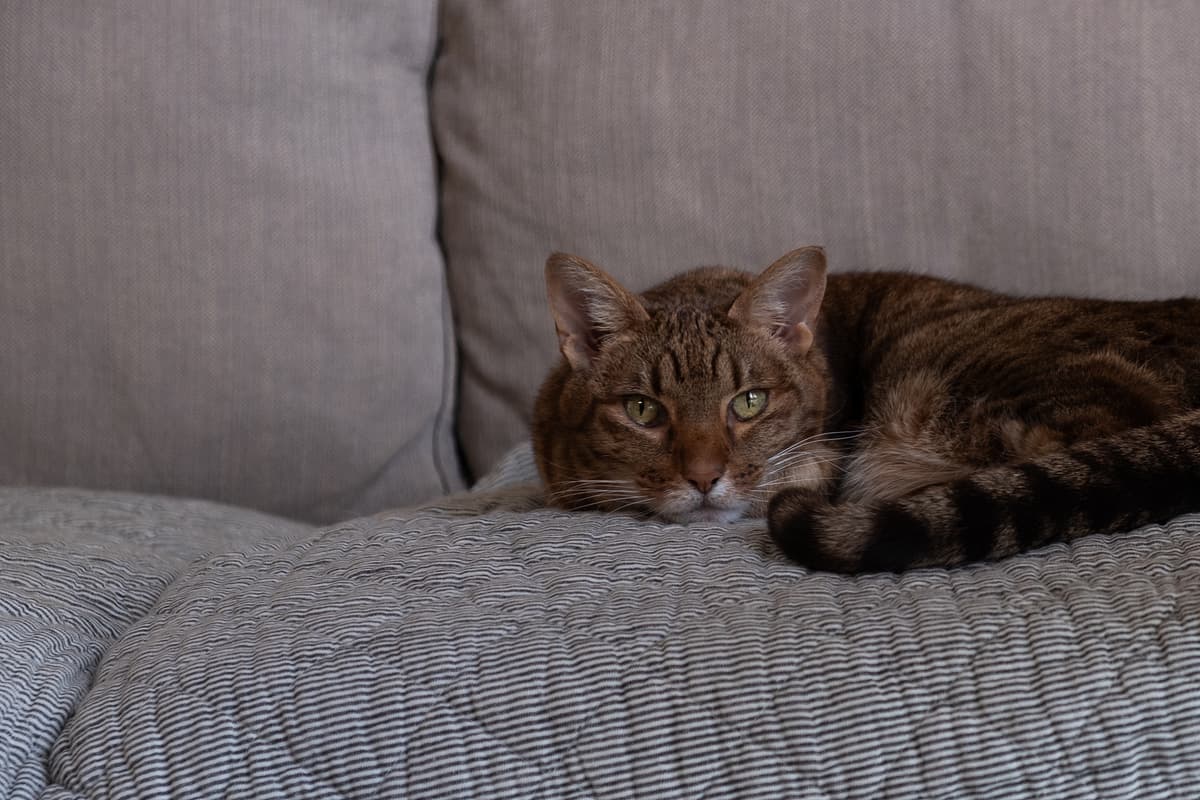 Ocicat with family
