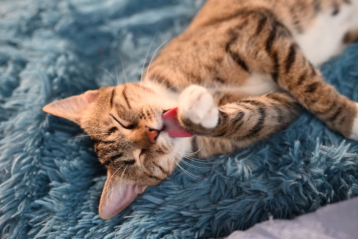 Ocicat
