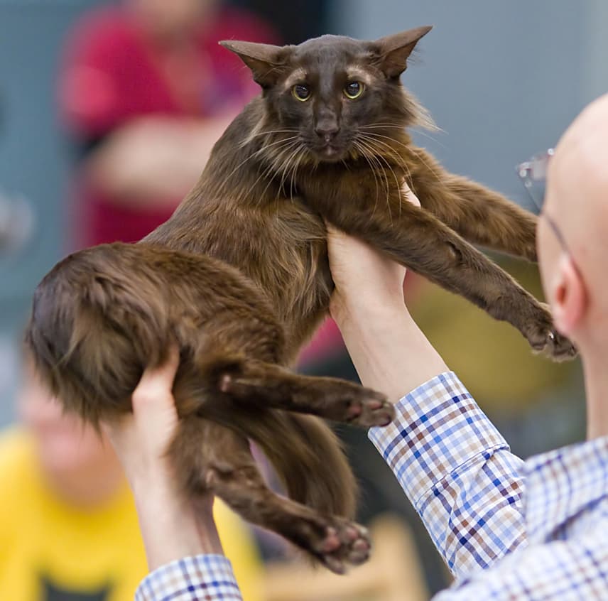 Oriental Longhair playing