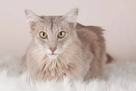 Oriental Longhair