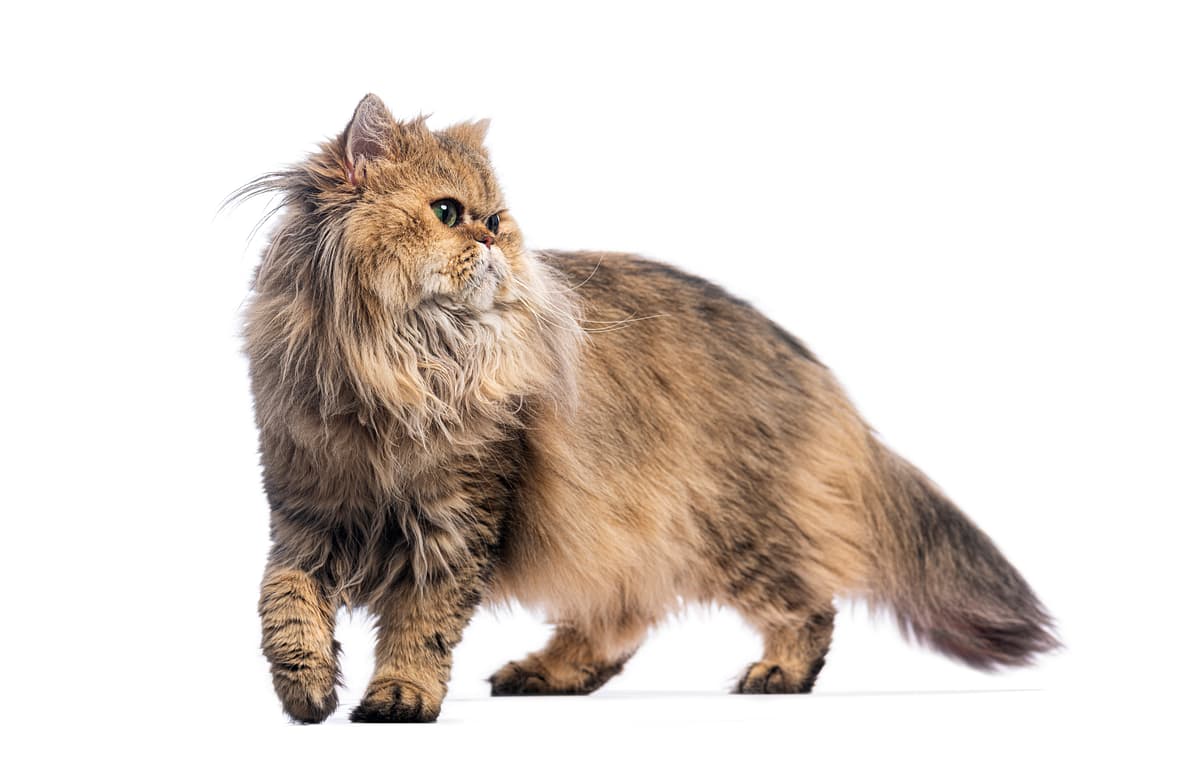 Persian