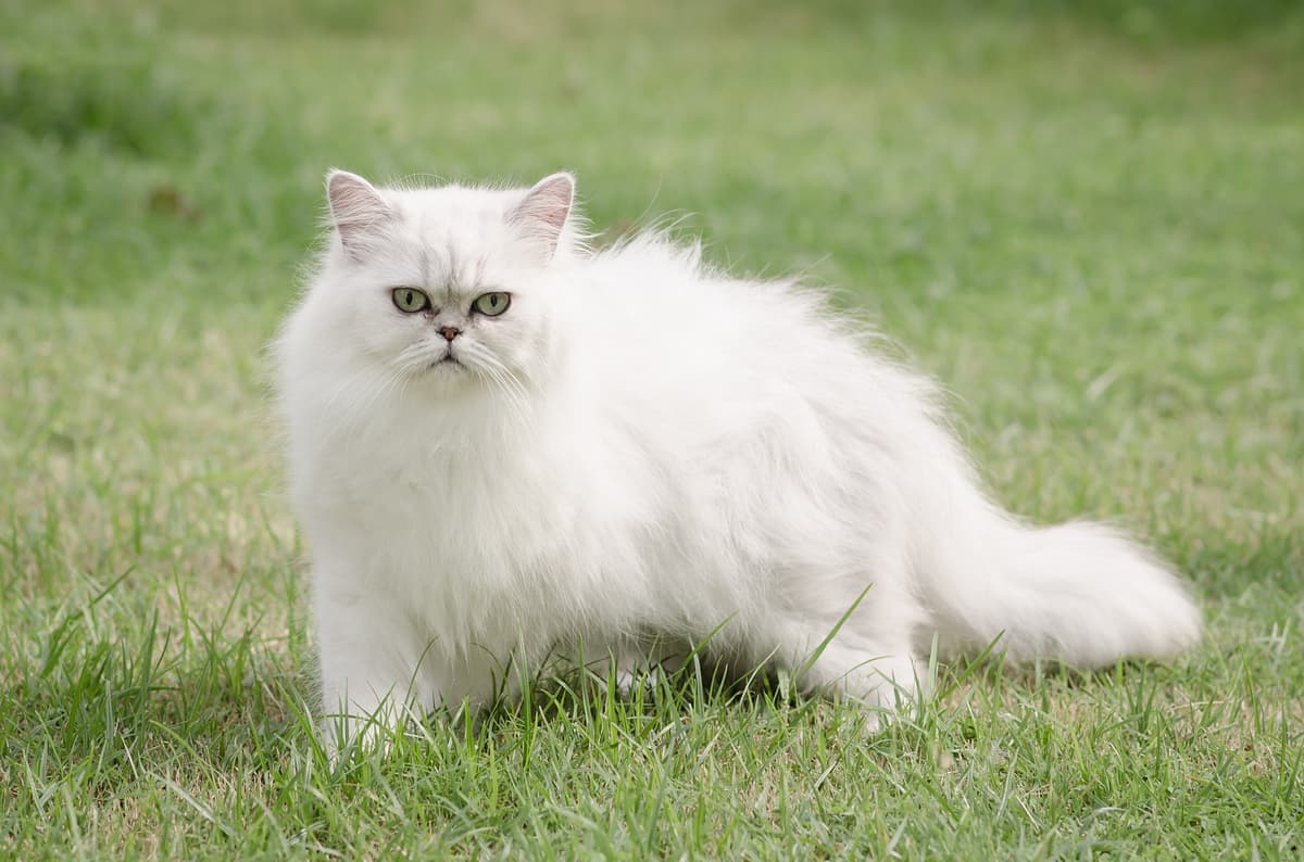 Perzische Kat