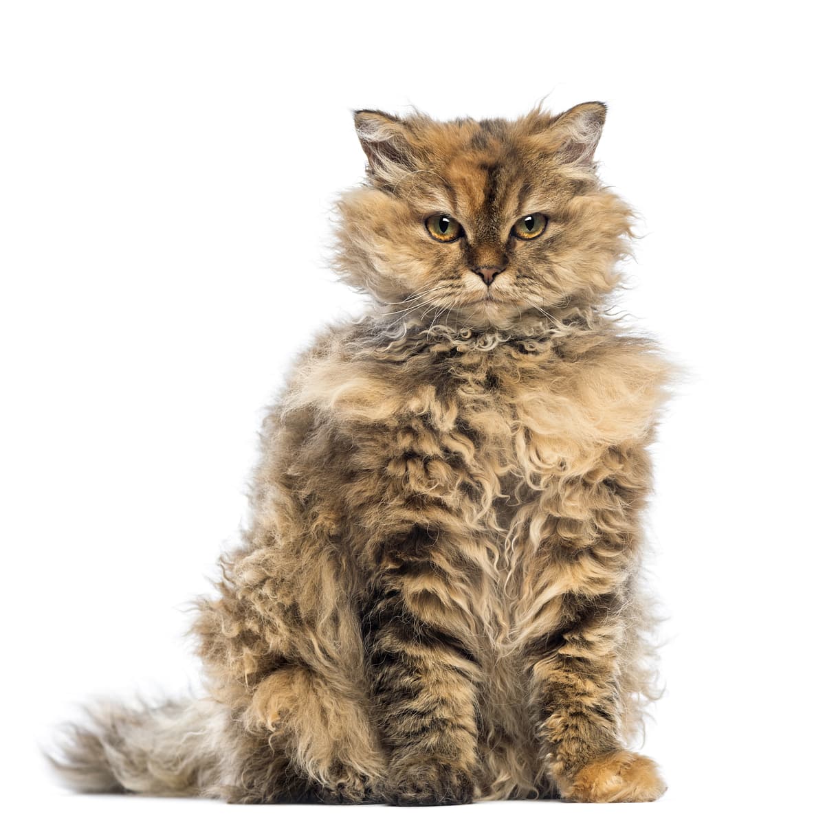 Poedelkat