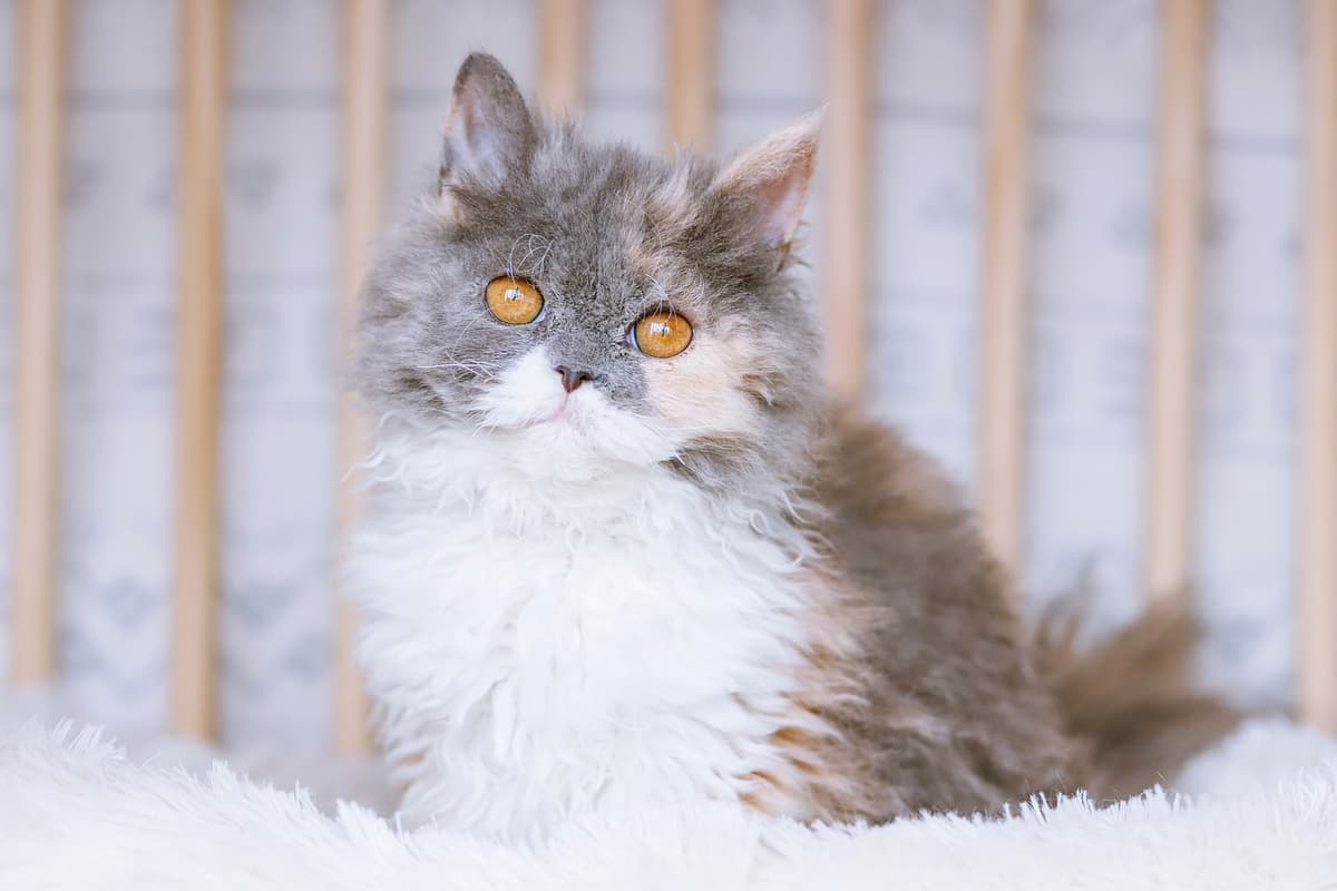 Poedelkat with family