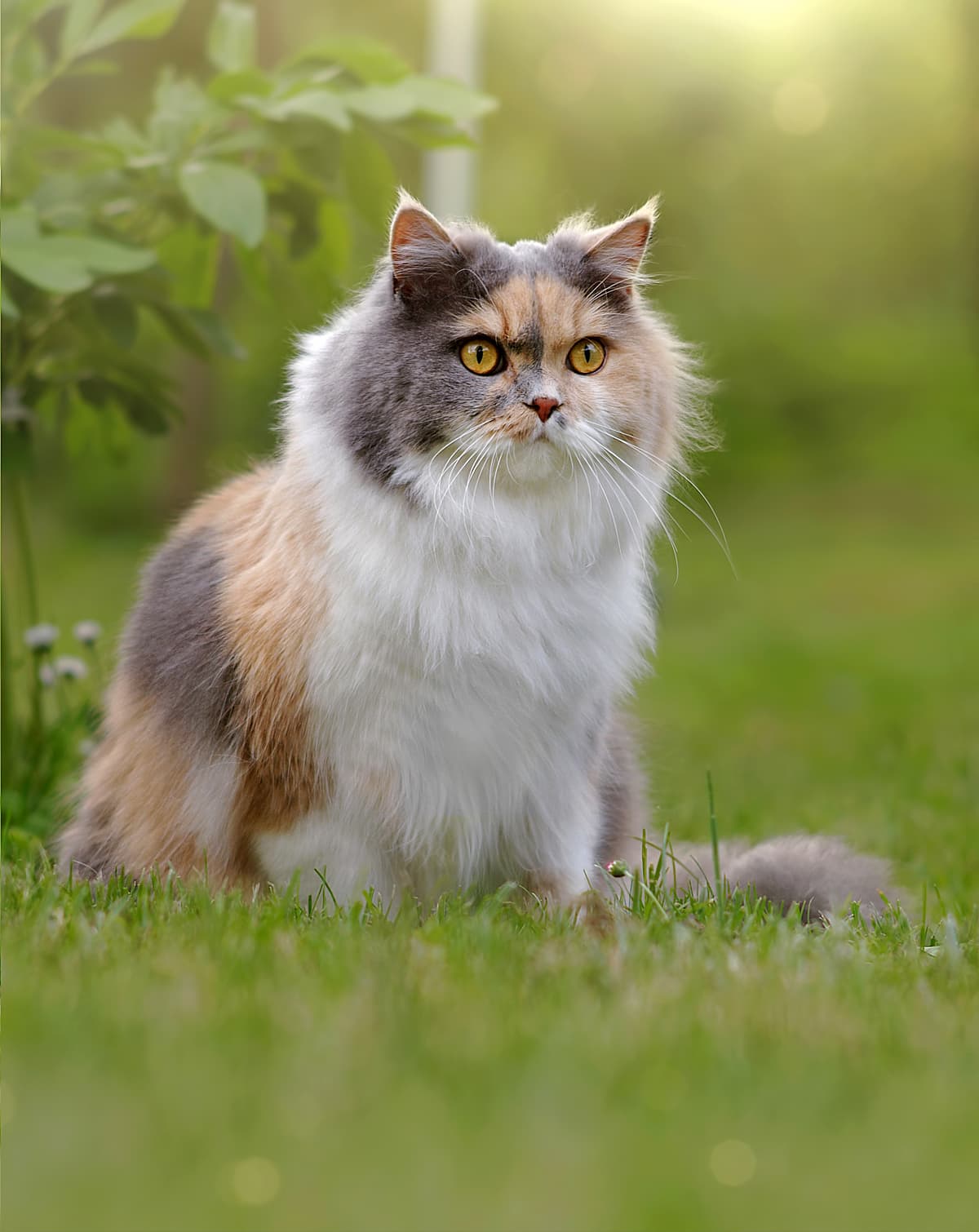 Poedelkat